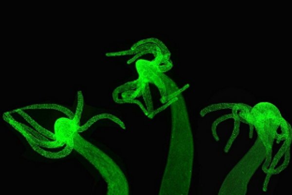 Kraken 18at