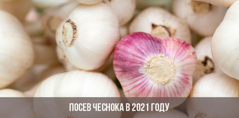 Darknet как войти